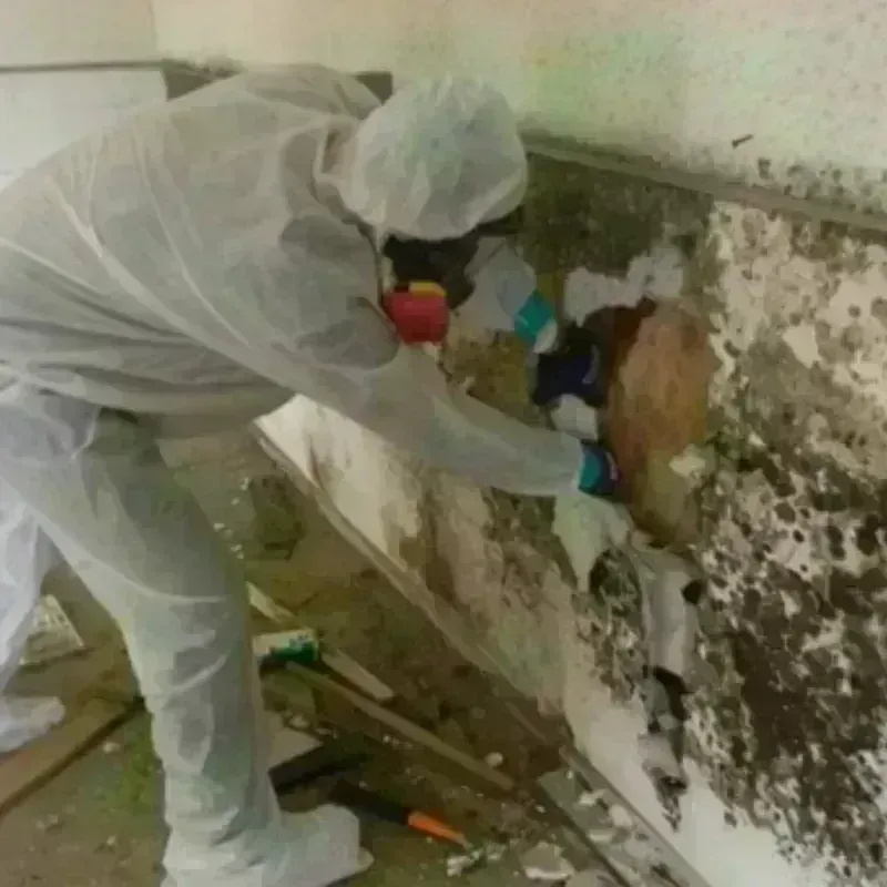 Mold Remediation and Removal in Spencer, WV